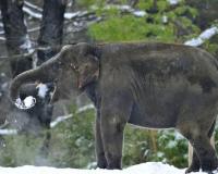 Два ящика водки и бег трусцой спасли двух слонов от обморожения под Новосибирском