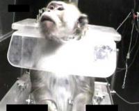 Иран в феврале запустит в космос обезьяну