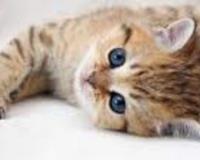 Трагедия в Краснодарском крае: девочка-подросток убила котенка «в знак дружбы»